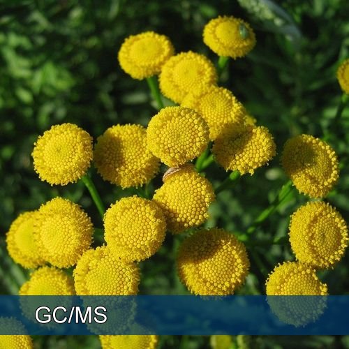 Tansy Blue  - 藍艾菊
